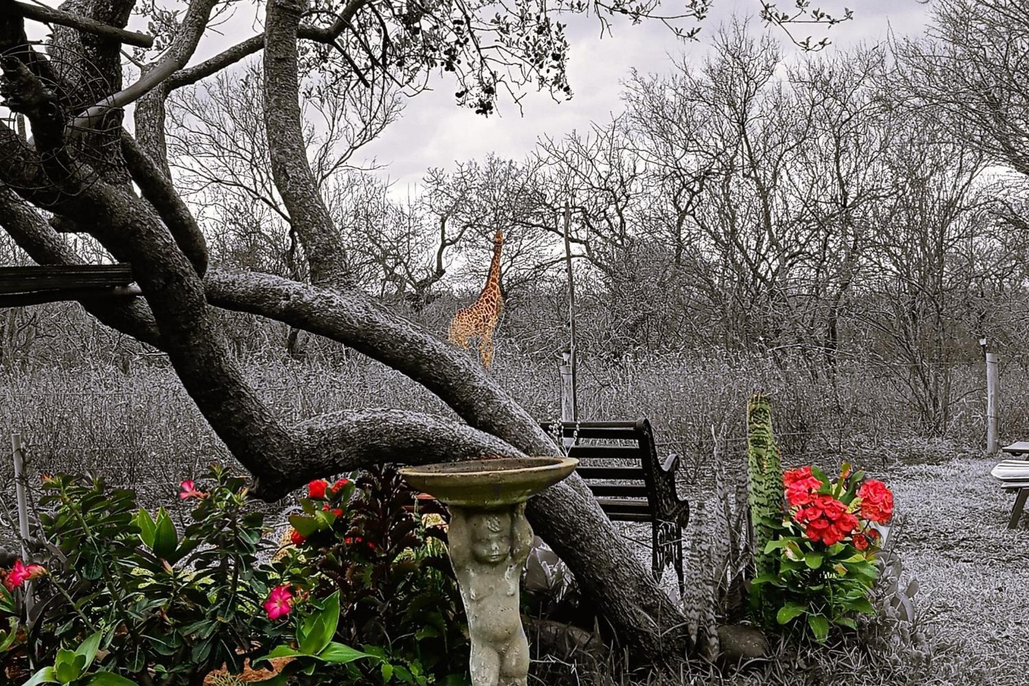 Call Of The Wild Lodge Hoedspruit Exterior foto